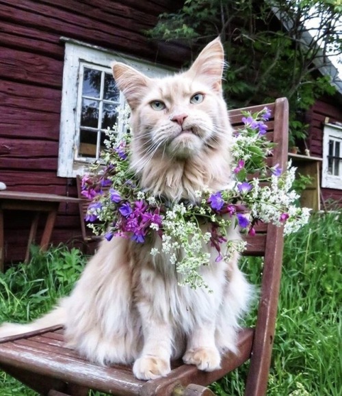 friendly-animals:(Source)