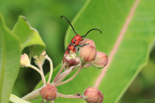 Milkweed is truly an ecosystem unto itself. The photos above were taken over the past several weeks 