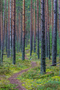 wanderthewood:  Finland by Dmitriy Viktorov