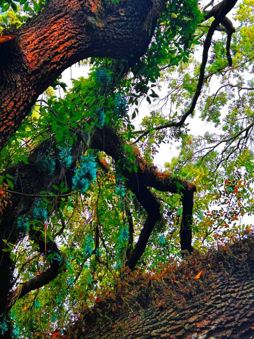 Jade Vine Growing On Oak, Miami FL