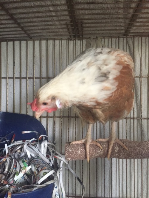 getfitluv:My pet hen Alara laid her first egg yesterday so I ate it for breakfast lol. It happened t