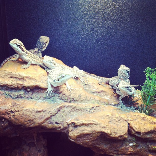 Baby bearded dragons. #beardie #babies #reptile #lizard #petsmart