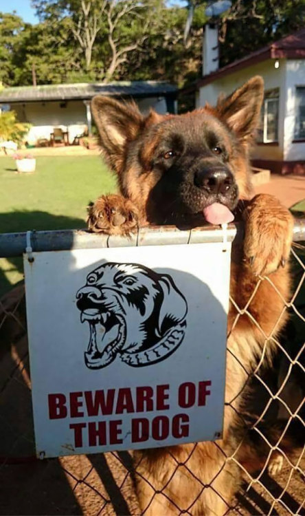foodfightme: awesome-picz: Dangerous Dogs Behind “Beware Of Dog” Signs. Joey has killed 