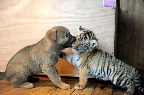 babyanimalpic:  Love baby animals? You will love this blog!