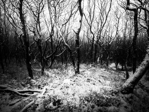 Winter Woods - Hasselblad X1D II 50CPhotographed by Freddie Ardley - Visit Print Shop 