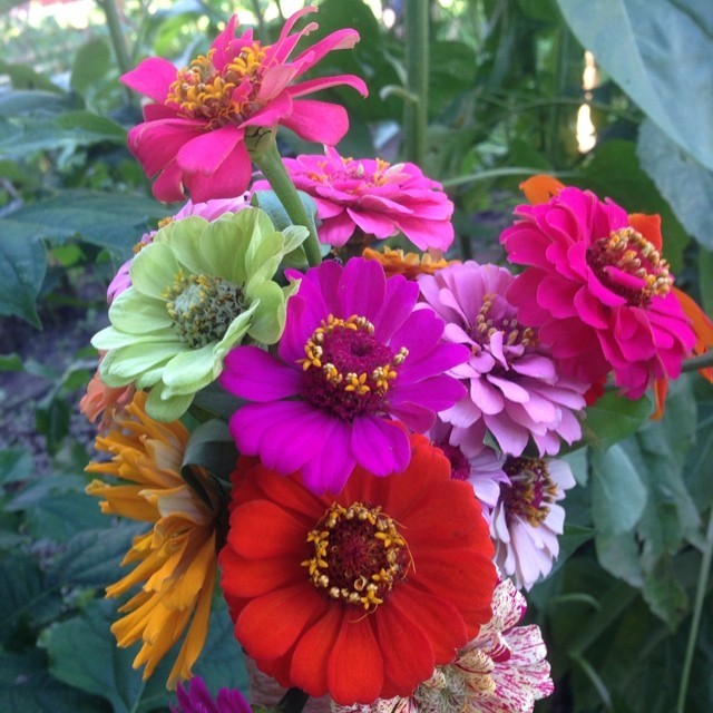 Same goes with zinnias. I pick em all and get lots more. I will give the flowers to a neighbor and bring the tomatoes away with me me, eating them as they ripen. #zinnias #gardener #travelinggardener #garden #tomatoes