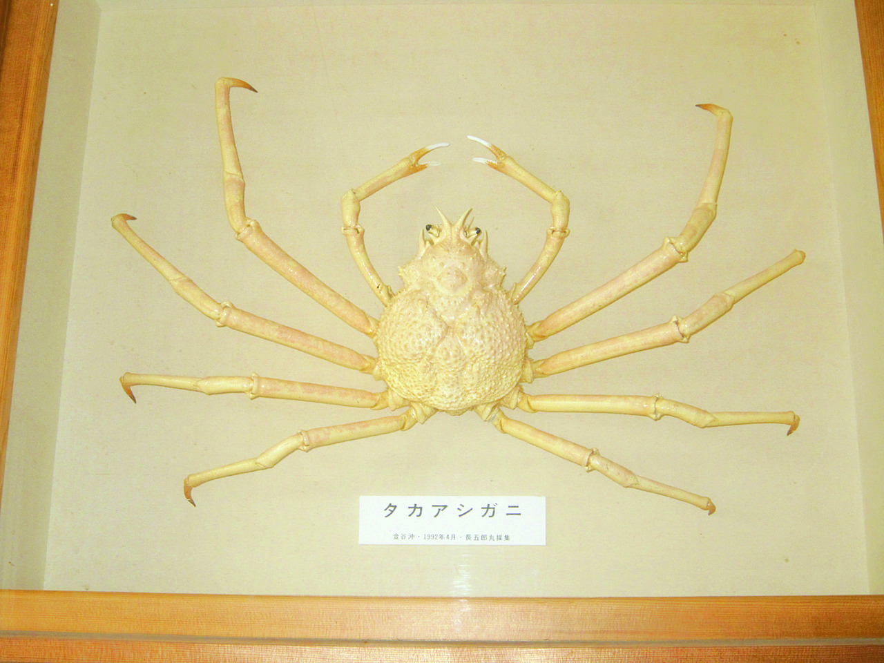 うみやまかわ新聞 金谷の海の幸 うみやまかわ新聞 金谷の海の幸