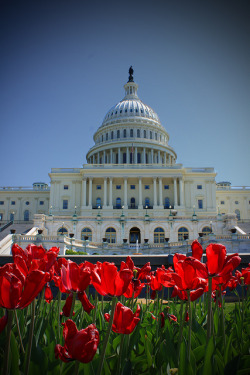breathtakingdestinations: Capitol - Washington