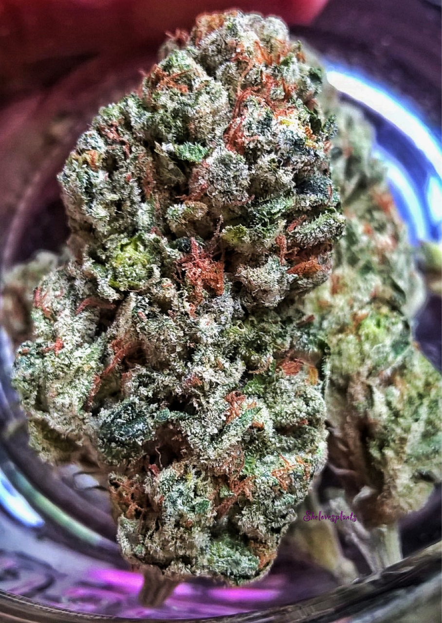 shelovesplants:Fire Og 🔥🔥💨💨