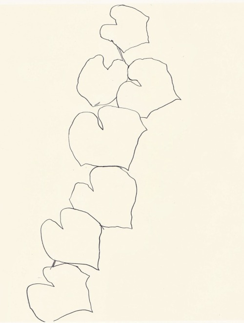 likeafieldmouse:Ellsworth Kelly - Plant Drawings (1960-91)1. Sweet Pea2. Sunflower3. Magnolia4. Fig5