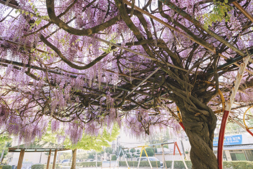 2022-04-17Wisteria FlowerCanon EOS R3 + RF15-35mm f2.8L ISInstagram  |  hwantastic79vivid