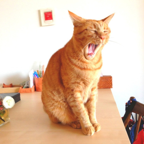 あくび猫 Yawn Cat (by Yasuko Murakami)