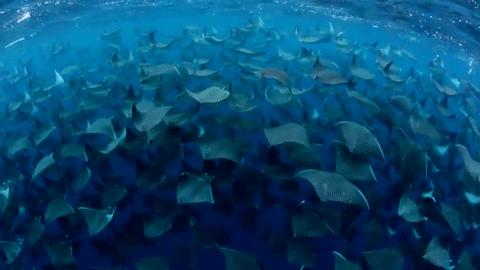 nubbsgalore:  closely related to sharks but porn pictures