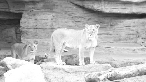 Lioness Series 1Riverbanks Zoo - Columbia, SC