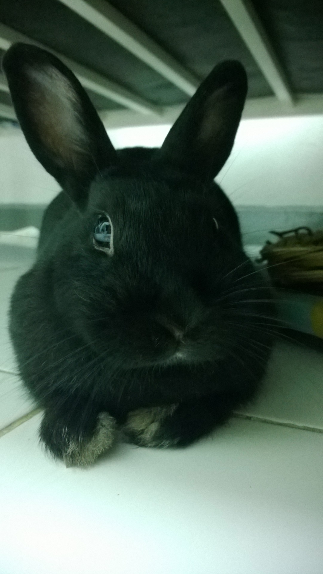 fluffybunbun:  Posing cute for mummy. ^.^ 