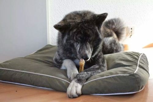 Staring contest with his bone. Love my dog :p