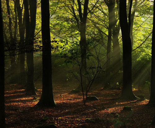 Sunbeams in the woods. ^^