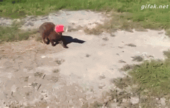 homospinster:  Oh my god animals 