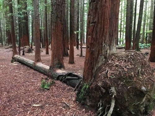 disgustingplants: iamanathemadevice:  myfrogcroaked:  currentsinbiology:  Badass Trees That Ref