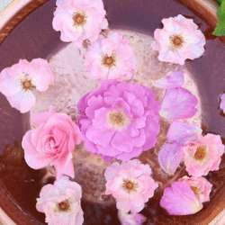 Hi! I'd Like To Participate In Your Flower Game