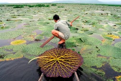  A Villager Collects Seeds From Giant Water Lilies In The Deepor Beel Bird Sanctuary