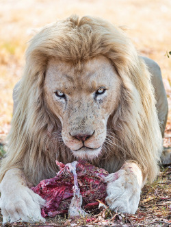 anythingfeline:  White lion with meat II by Tambako The Jaguar 
