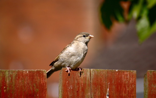 House Sparrow (Passer domesticus), 07/05/17Finally able to get out of the house for some real close-