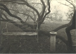 vivipiuomeno1: Josef SUDEK (1896-1976) A walk in the Magical Garden,from ‘dans le jardin de Rothmayer’ serie, c. 1950 - Tirage argentique d'époque