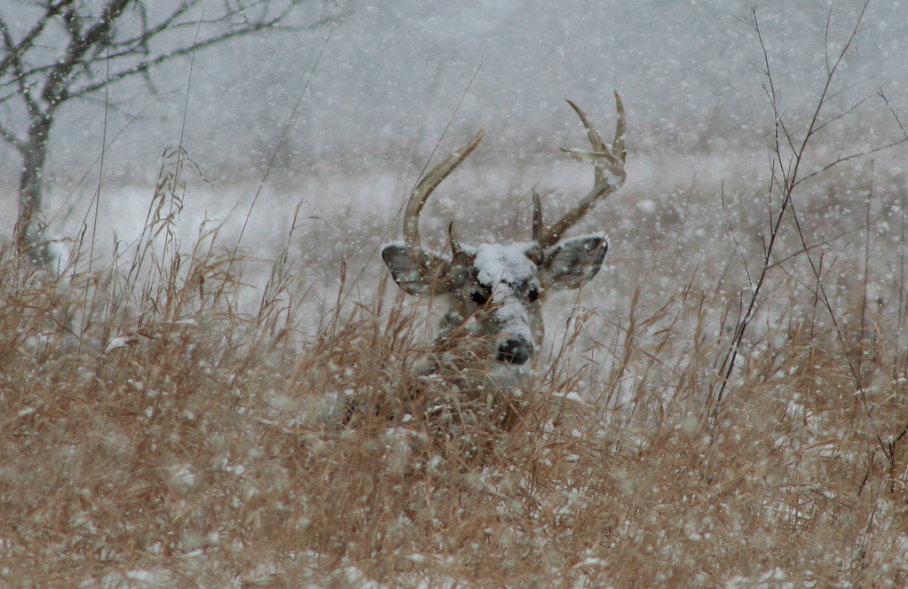 nubbsgalore:  whitetailed stag in winter, photographed by (click pic) david stephens,