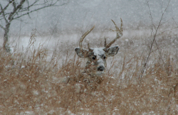 nubbsgalore:  whitetailed stag in winter,