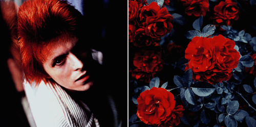 (1972)gallery tags (x)Bowie by Mick Rock