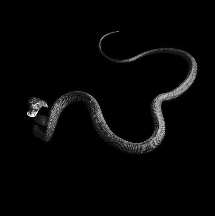 chaosophia218:  Serpents.1. White-Lipped Island Pit ViperCryptelytrops insularis/Trimeresurus