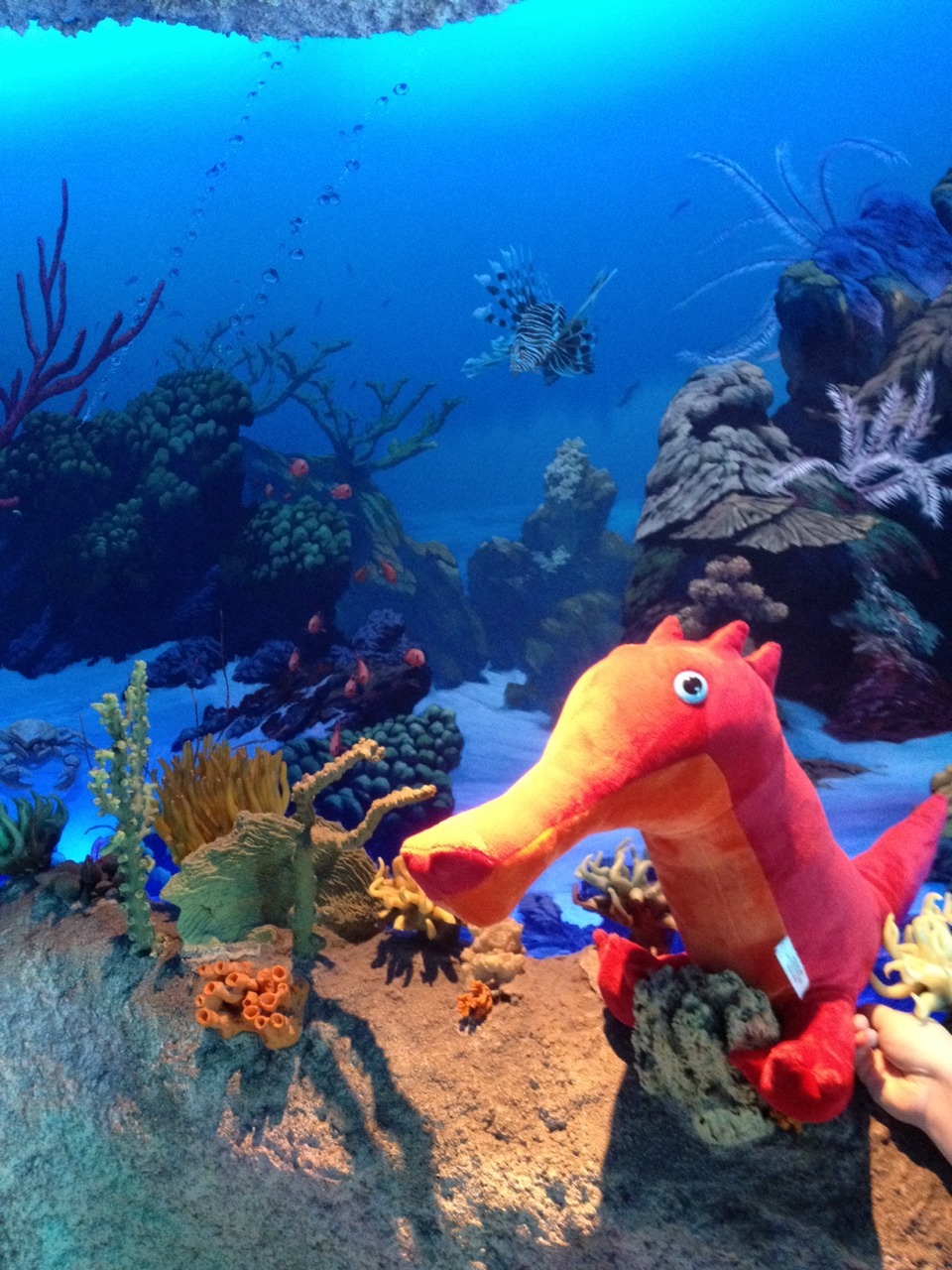 crablouse:  vampireshadow:  part 2 hanging out at downtown aquarium!   i died at