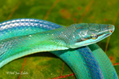 Red-tailed Green Ratsnake - Gonyosoma oxycephalum (Boie, 1827) This is a diurnal, arboreal