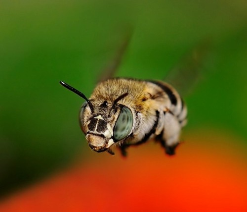 wapiti3: Insect Macro-photography by Bonali Giuseppe