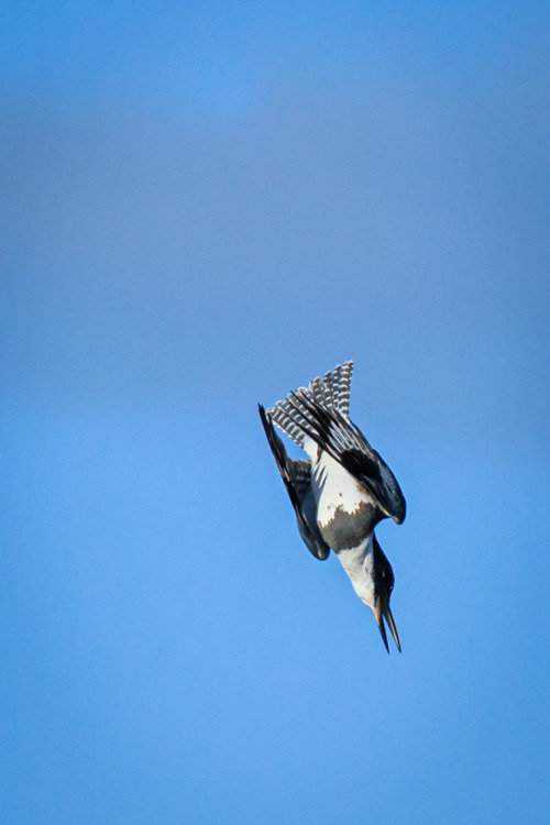 Belted Kingfisher diving for a fish in Campbell River, BC.