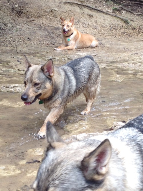 Adventure pups!