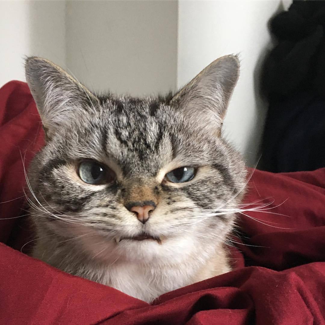 photo Derpy Cat Pics derpy cats catsofinstagram