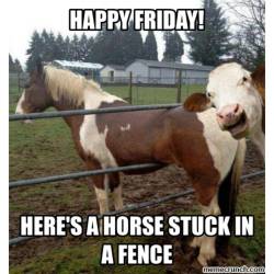 TGIF! The best part of this pic is the cow!!! 😂😂😂