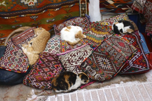 postcardsfromsarah:Essaouria, MoroccoThe happiest cats seem to all be here, which makes Essaouria on