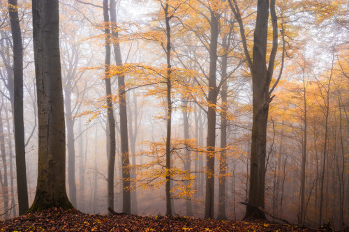 archatlas:  Secret Woods  Heiko Gerlicher is a 47 year old award winning photographer living near Coburg, Upper Franconia (Germany).His photographic main focus are landscapes, especially forests and trees.Images and text via + via