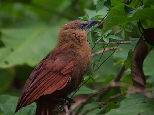 hello-birdies:Centropus celebensis byOleg Chernyshov