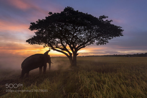 Elephant sunrise ,Surin Thailand by SaravutWhanset