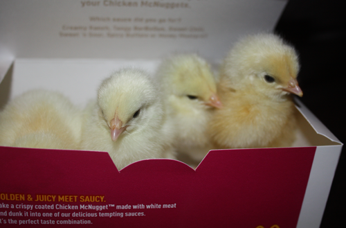 dragondicks:  cupsnake:  Pepper and friends explore where no chickens have gone before as far as she knows in her nugget box space ship. Tiny pretend space explorers!  these chicken nuggets are fucking raw get me the manager 
