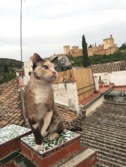 verlidaine:  i made a friend while visiting granada!