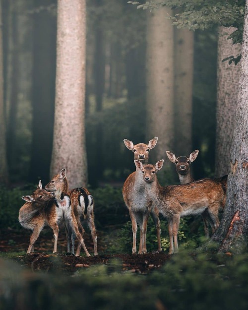 Photo by @michaelkagerer Wild Deer in Bayern Germany . #wild #nature #deer #wildlife #Bbayern #an