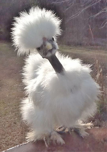 Semianonymity Replied To Your Post Breed Of The Week #28 - The Silkie!