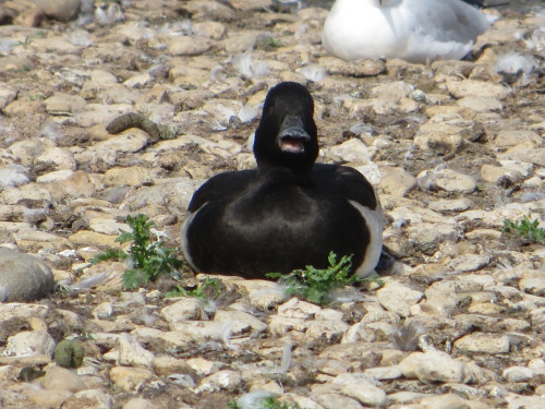 A male Tufted duck sitting on the warm shore at WWT Slimbridge, surrounded by feathers and quacking 