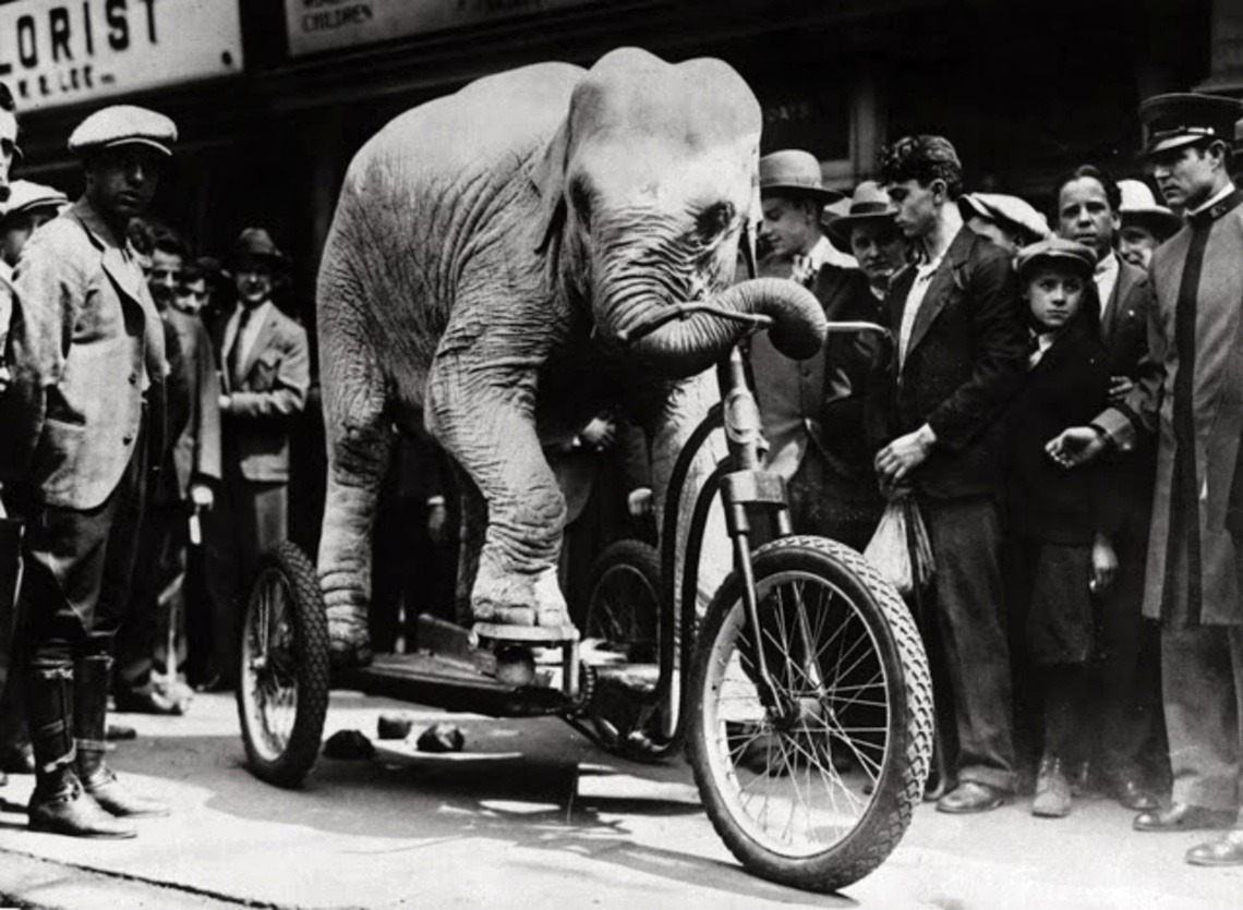 An elephant from the American vaudeville stage riding a specially constructed tricycle,