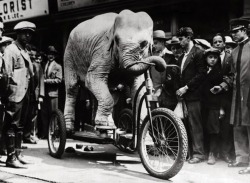 An elephant from the American vaudeville